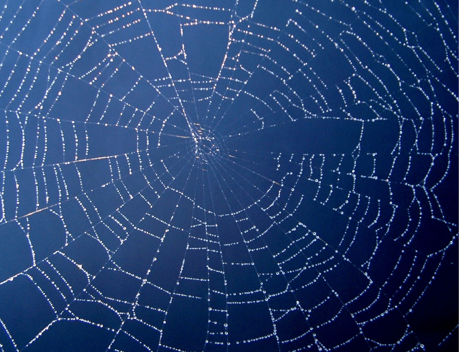 Fear of spiders and webs? could be arachnophobia